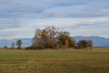 trees in the wide fields or meadows in the natural preserve near Rohrspitz in Höchst Vorarlberg Austria on Lake Constance Bodensee in autumn