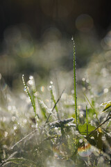 Drops of morning dew on grass outdoors in nature.
