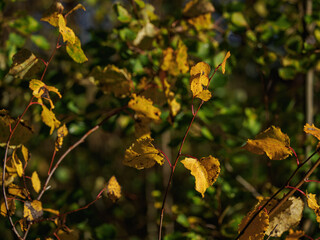 Beautiful yellow poplar leaves on a twig.
