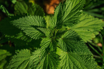 Wet nettle leaves after morning frost.
