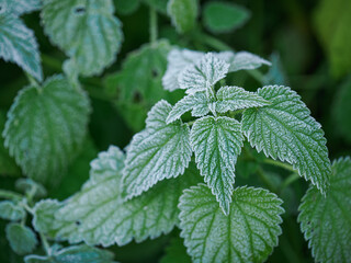Frost on green nettle leaves outdoors in nature.
