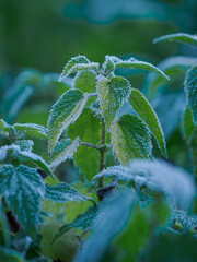 Frost on green nettle leaves outdoors in nature.
