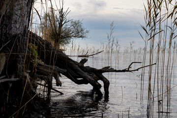 a big trunk with visuable roots and single reeds in the water of Lake Constance Bodensee in  Höchst, Vorarlberg, Austria in evening light after sunset
