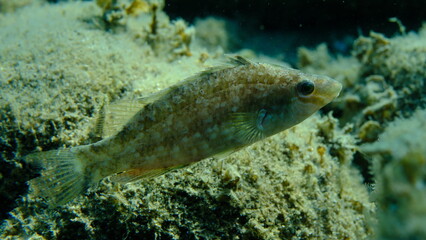 Grey wrasse (Symphodus cinereus) undersea, Aegean Sea, Greece, Halkidiki, Pirgos beach