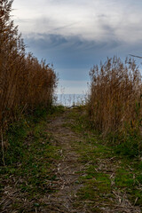 path through the reeds to the lake in evening light with clouds and blue sky