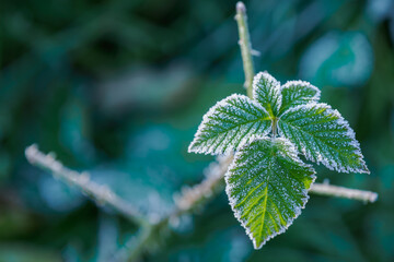Frost on a blackberry leaf outdoors in nature.
