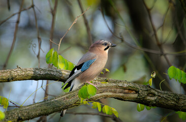 songbird on a branch