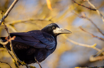blackbird on a tree branch