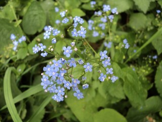 Blue little flowers 