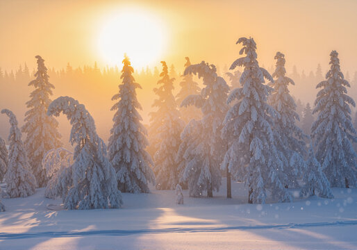 Snowy Winter Wonderland Sunset