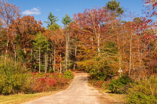 road in the autumn forest