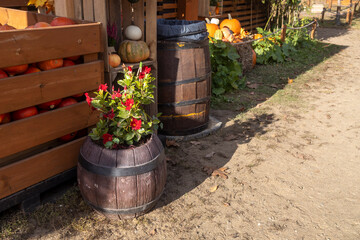 A wooden barrel planter overflows with vibrant red flowers, set against a backdrop of wooden crates filled with pumpkins and a large dark trash barrel in a sunny farm scene.