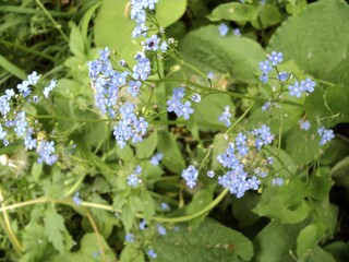 Forget me not flowers