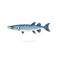 Modern flat 2D vector illustration of a Barracuda, minimal design style on a white background.