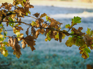 Gall on the underside of an oak leaf outdoors on a tree with autumn-colored foliage.
