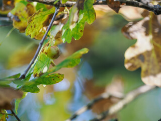 Gall on the underside of an oak leaf outdoors on a tree with autumn-colored foliage.
