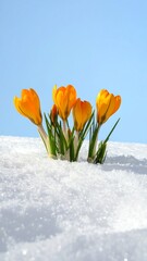 Bright Yellow Crocuses Blooming Through the Snow in Early Spring.