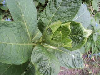 Burdock on the field