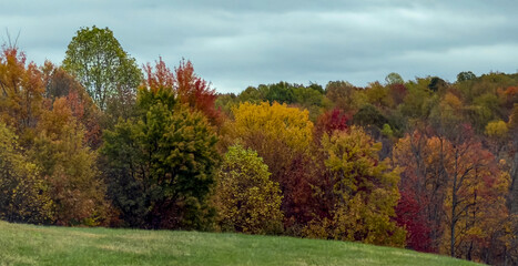 Obraz premium Vibrant Autumn Forest Edge with Green Meadow Under Cloudy Sky