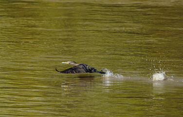Cormorant in flight over the water