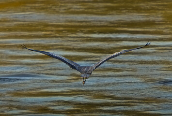  Grey heron in flight over the water   