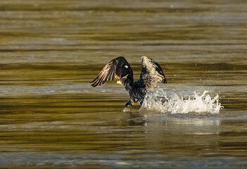 Cormorant in flight over the water