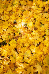Yellow autumn maple background. Fall