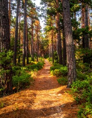 Path through a forest, sunlight filtering through tall trees