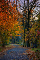 Naklejka premium Golden Autumn Alley in a Park, Pszczyna, Poland