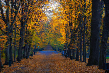 Golden Autumn Alley in a Park, Pszczyna, Poland