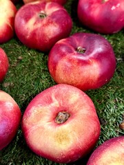 gros plan sur des nectarines chez un producteur bio