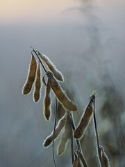 Close-up of hairs on a tofu pod on a stem outdoors in a field.
