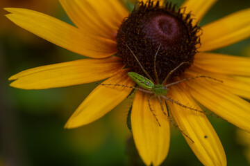 Lynx spider on a black eyed susan flower