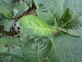 Light and burdock leaves
