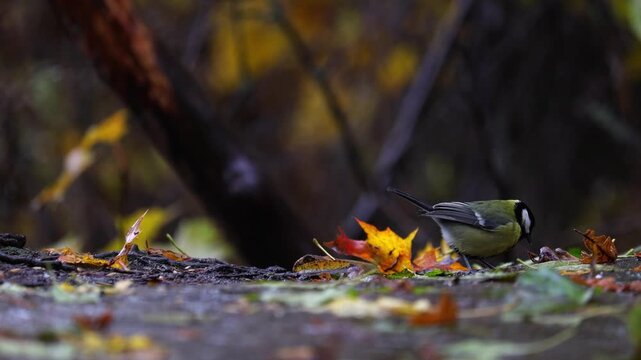 Great tit eating seeds from a wooden feeder during autumn rain, wet feathers and colorful plumage, atmospheric wildlife behavior in forest environment, captured in 4K ultra HD.