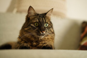 Obraz premium Cute fluffy tabby cat sitting on a couch with curious expression
