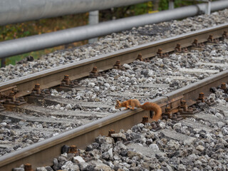 A small reddish squirrel jumping over railway tracks.

