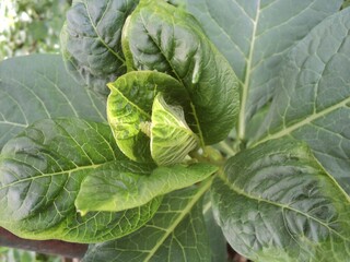 Green leaves of burdock