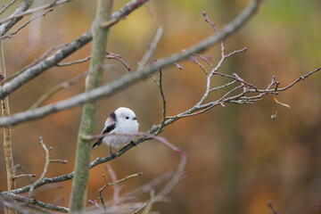 Long-tailed tit sitting on a leafless branch outdoors in nature.

