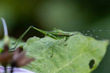 Katydid or long horned grasshopper on a wet leaf