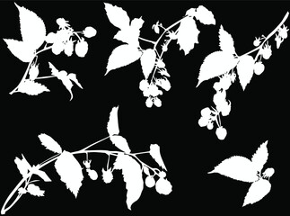 five aspberry branches sketch isolated on black backround