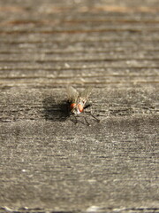 Dung Fly (Scathophaga stercoraria) on dark wood