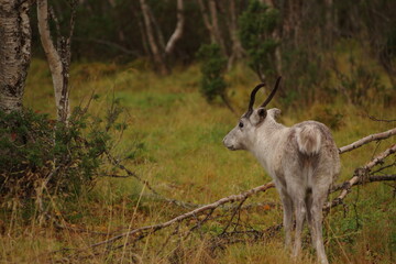 Young reindeer in forest