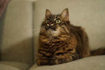 Fluffy brown tabby cat sitting on a sofa looking up curiously