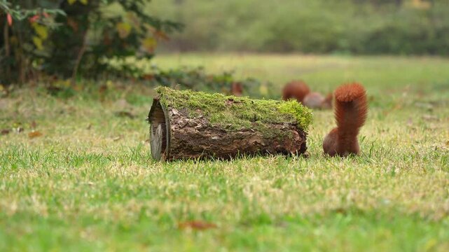 Eurasisches Eichh&ouml;rnchen, (Sciurus vulgaris), hohler, Baumstamm, Wiese, Park