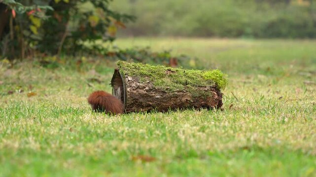 Eurasisches Eichh&ouml;rnchen, (Sciurus vulgaris), hohler, Baumstamm, Wiese, Park