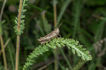 meadowhopper (Pseudochorthippus parallelus), close-up in its natural habitat, a Eurasian species of orthopteran insect