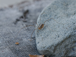 A long-legged spider on a grey stone.
