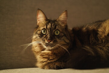 Fluffy brown tabby cat looking attentively at the camera on a sofa