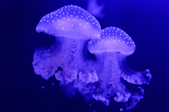 The underwater photography jellyfish medusas close-up